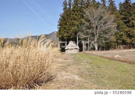 デンデラ野 デンデラ野 55280596