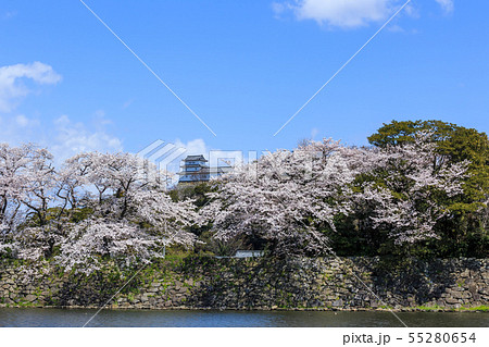 国宝彦根城と満開の桜 55280654
