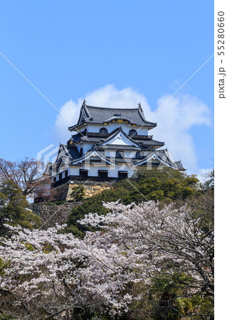 国宝彦根城と満開の桜 55280660