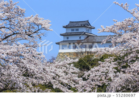 国宝彦根城と満開の桜 55280697