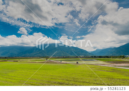 初夏台湾池上の稲畑、青い空の下の田んぼ、 台東、台湾観光地 、サイクリングロード 初夏台湾池上の稲畑、青い空の下の田んぼ、 台東、台湾観光地 、サイクリングロード 55281123