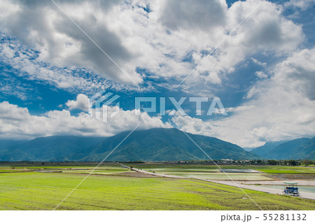 初夏台湾池上の稲畑、青い空の下の田んぼ、 台東、台湾観光地 、サイクリングロード 初夏台湾池上の稲畑、青い空の下の田んぼ、 台東、台湾観光地 、サイクリングロード 55281132