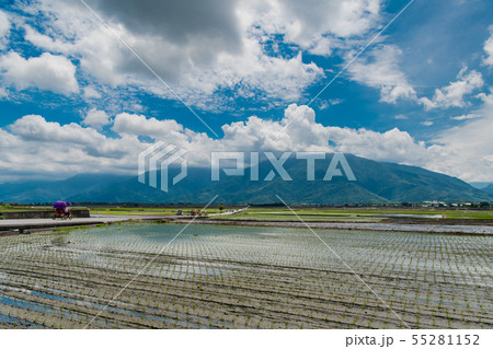 初夏台湾池上の稲畑、青い空の下の田んぼ、 台東、台湾観光地 、サイクリングロード 初夏台湾池上の稲畑、青い空の下の田んぼ、 台東、台湾観光地 、サイクリングロード 55281152