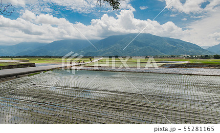 初夏台湾池上の稲畑、青い空の下の田んぼ、 台東、台湾観光地 、サイクリングロード  55281165