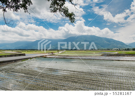 初夏台湾池上の稲畑、青い空の下の田んぼ、 台東、台湾観光地 、サイクリングロード  55281167