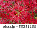 彼岸花 55281168