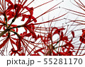 彼岸花 55281170