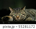寛ぎながら飼い主を見つめる猫 55281172