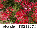 彼岸花 55281178