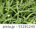 小さな花 55281240