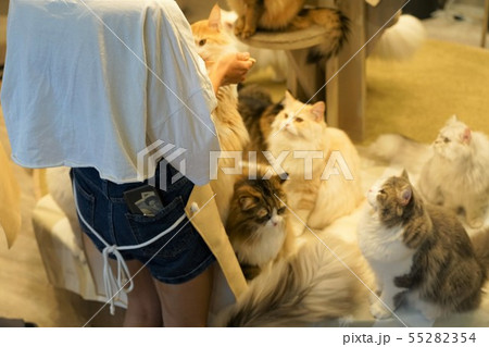 猫の餌やり（猫カフェ） 55282354