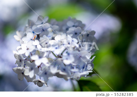 強羅公園の紫陽花 強羅公園の紫陽花 55282385