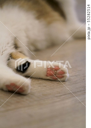 猫の肉球 猫の肉球 55282514