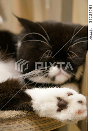猫の肉球 猫の肉球 55282595