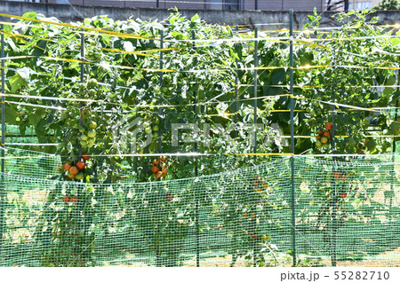 家庭菜園のトマト 家庭菜園のトマト 55282710