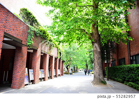 立教大学 立教大学 55282957