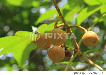 栃の実 トチノキの若い果実 栃の実 トチノキの若い果実 55282964