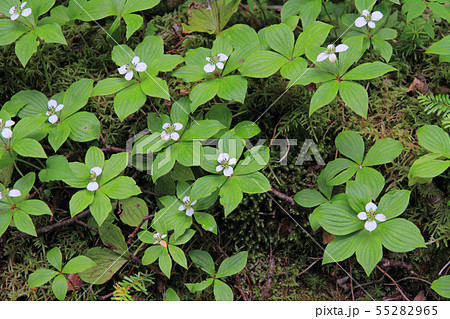 ゴゼンタチバナ ゴゼンタチバナ 55282965