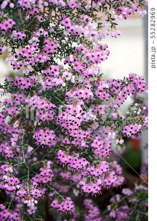 ジャノメエリカ 55282969