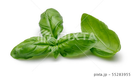 Green basil leaves isolated on white Green basil leaves isolated on white 55283955