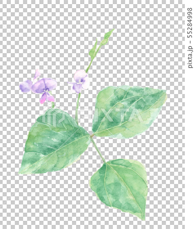 ささげ豆の花 水彩 ささげ豆の花 水彩 55284998