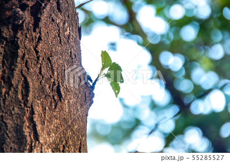 葉 コケ 樹木 55285527