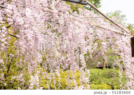 枝垂れ桜/退蔵院/京都 枝垂れ桜/退蔵院/京都 55285600