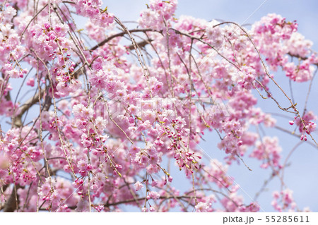 枝垂れ桜/退蔵院/京都 枝垂れ桜/退蔵院/京都 55285611