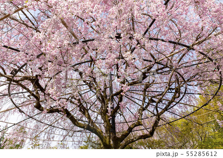 枝垂れ桜/退蔵院/京都 55285612