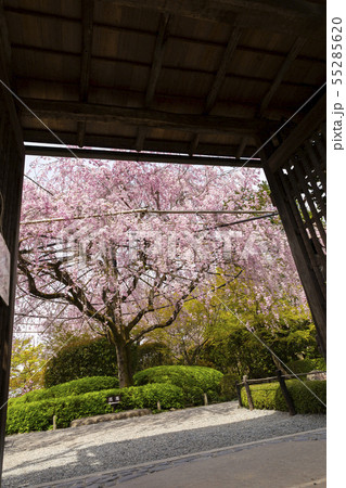 枝垂れ桜/退蔵院/京都 枝垂れ桜/退蔵院/京都 55285620