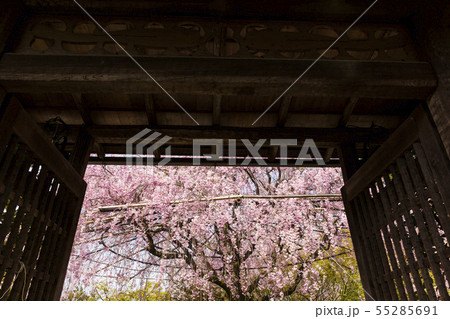 枝垂れ桜/退蔵院/京都 55285691