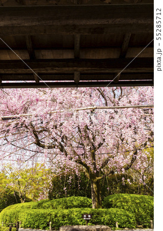 枝垂れ桜/退蔵院/京都 枝垂れ桜/退蔵院/京都 55285712