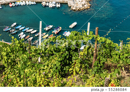 Terraced fields with vineyards - Vernazza Italy Terraced fields with vineyards - Vernazza Italy 55286084