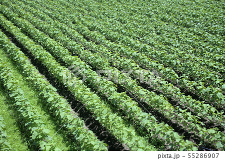 エゴマ畑 55286907