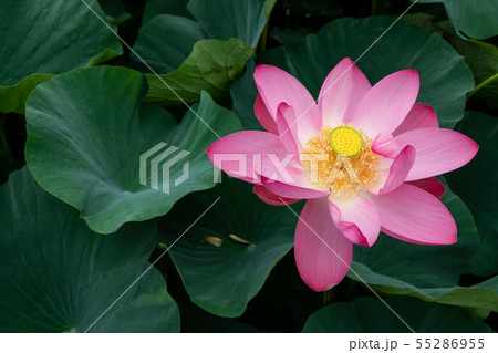 蓮の花 伊佐沼 埼玉県川越市 蓮の花 伊佐沼 埼玉県川越市 55286955