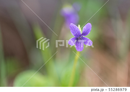 オオバタチツボスミレ 55286979