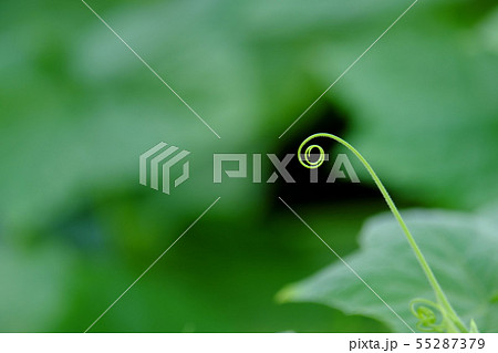 つる草 つる草 55287379