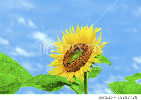上を向くヒマワリの写真素材 [55287729] - PIXTA