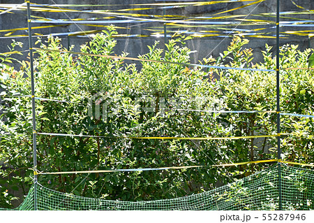 ブルーベリー畑 55287946