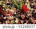 紅葉の落ち葉 55288037