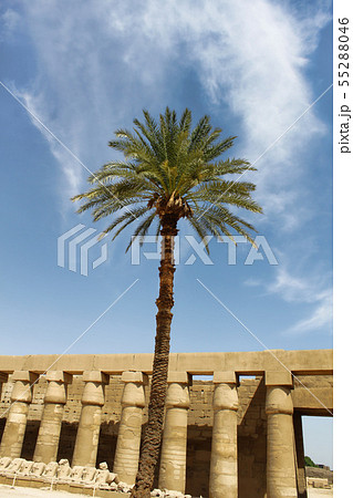 Palm tree against ancient ruins in Karnak Temple, 55288046