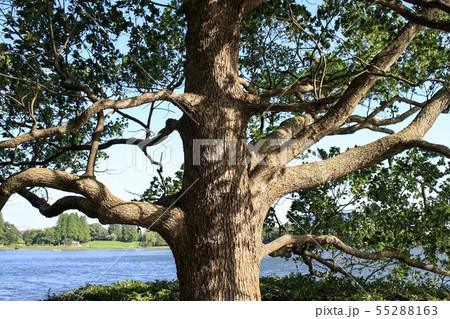 久喜菖蒲公園 55288163