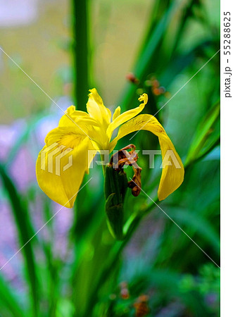 花 植物 自然 55288625