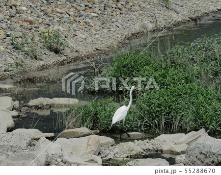 白鷺 しらさぎ ダイサギ 大鷺 白鷺 しらさぎ ダイサギ 大鷺 55288670