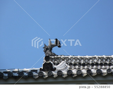 鯱に烏 鯱に烏 55288850