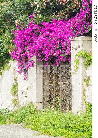 Purple bougainvillea plant tree Purple bougainvillea plant tree 55288913