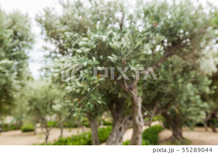 Olives on olive tree Olives on olive tree 55289044