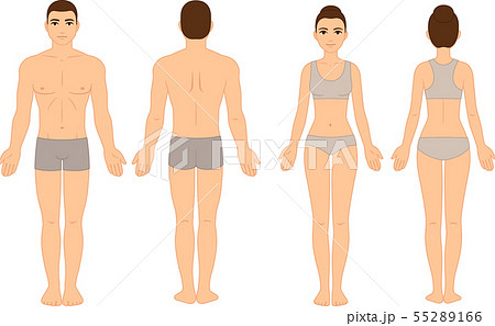 Male and female body chart - Stock Illustration [55289166] - PIXTA