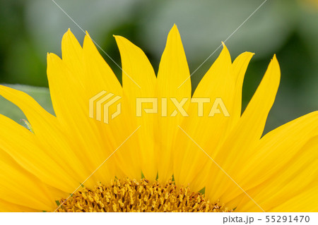ひまわりの花びら ひまわりの花びら 55291470