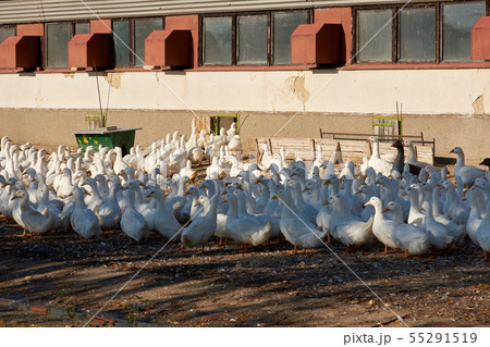 A view of a goose farm with a flock of birds near A view of a goose farm with a flock of birds near 55291519